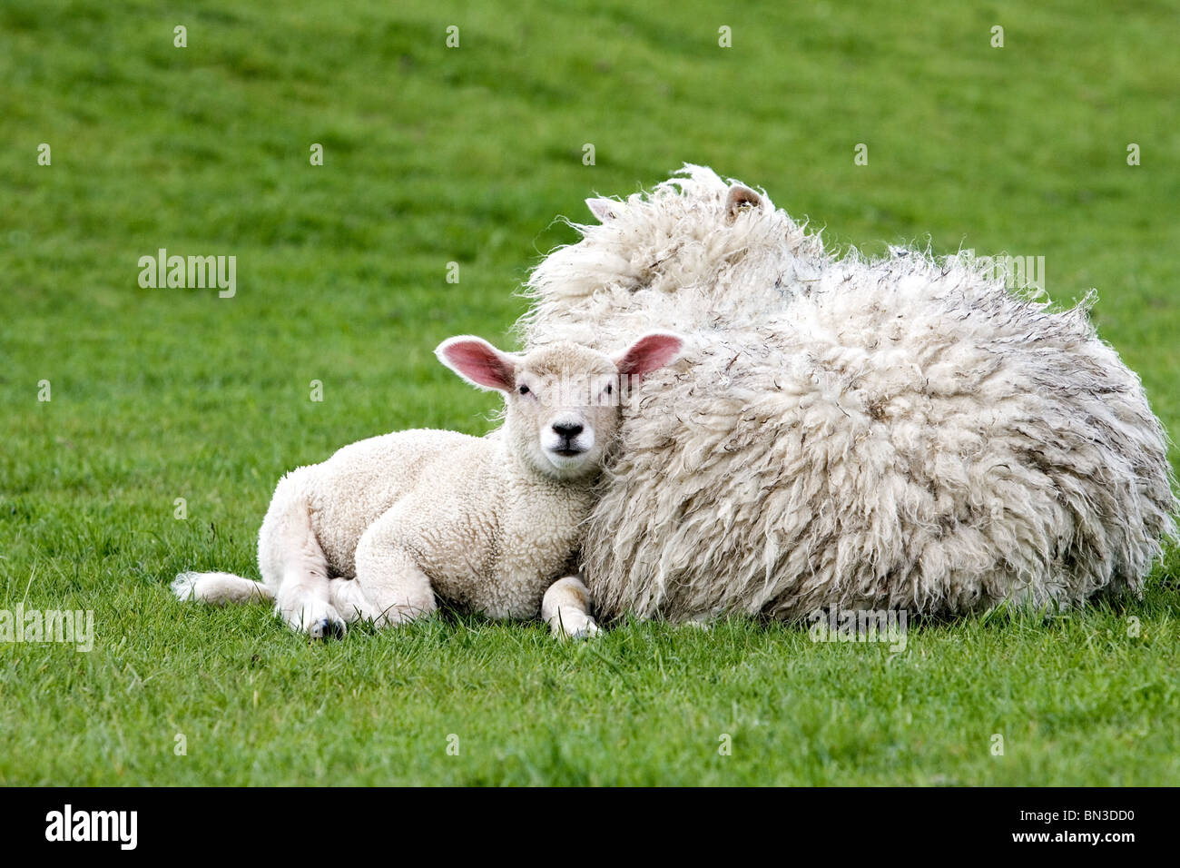Lamb - Lying main image 0