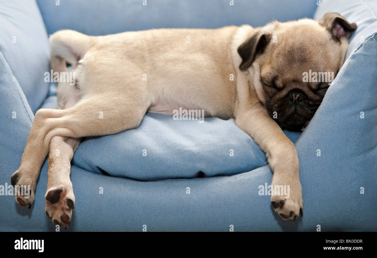 Pug, pug, sleeping in chair Stock Photo