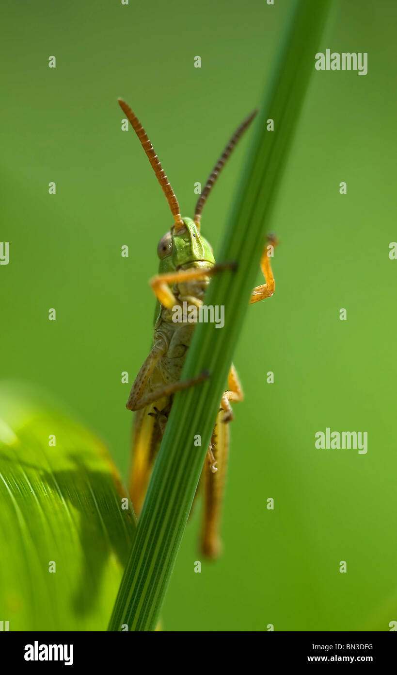 on blade of grass Stock Photo Alamy