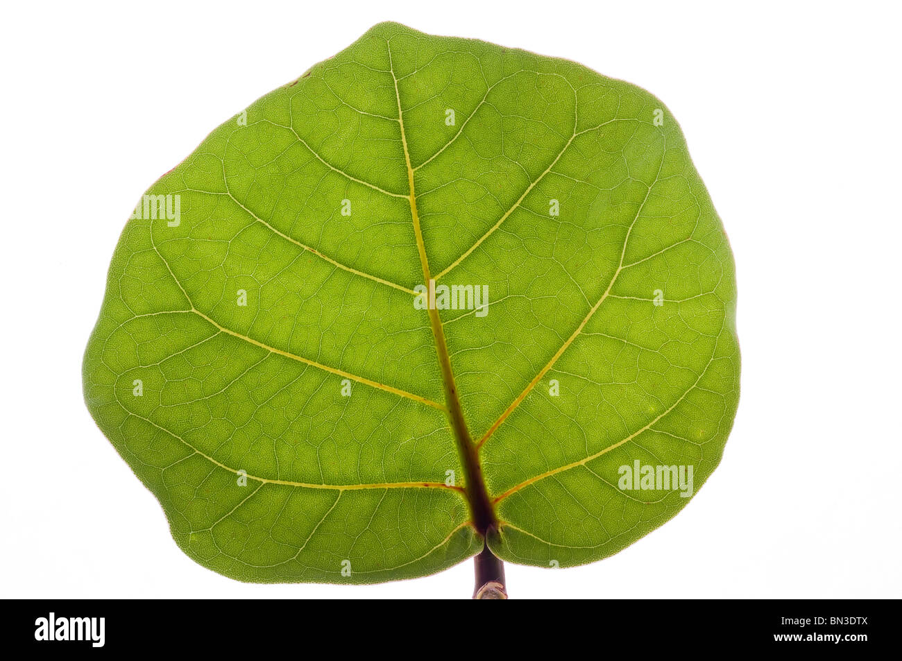Seagrape tree leaf detail, Bahia Honda State Park, Florida Keys, Florida, USA Stock Photo