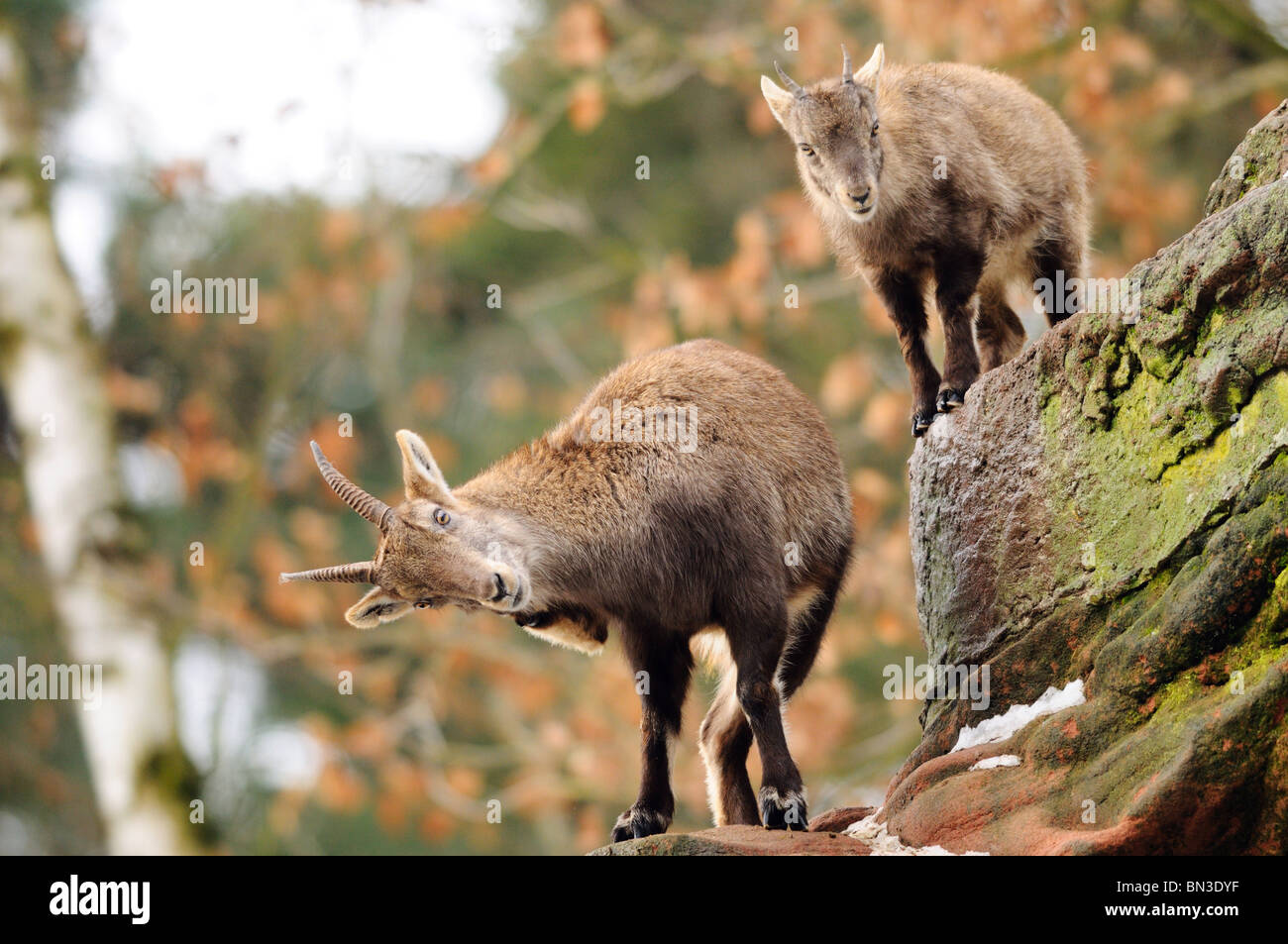 Two Alpine ibex (Capra ibex ibex) climbing on rocks, Bavaria, Germany, low angle view Stock Photo
