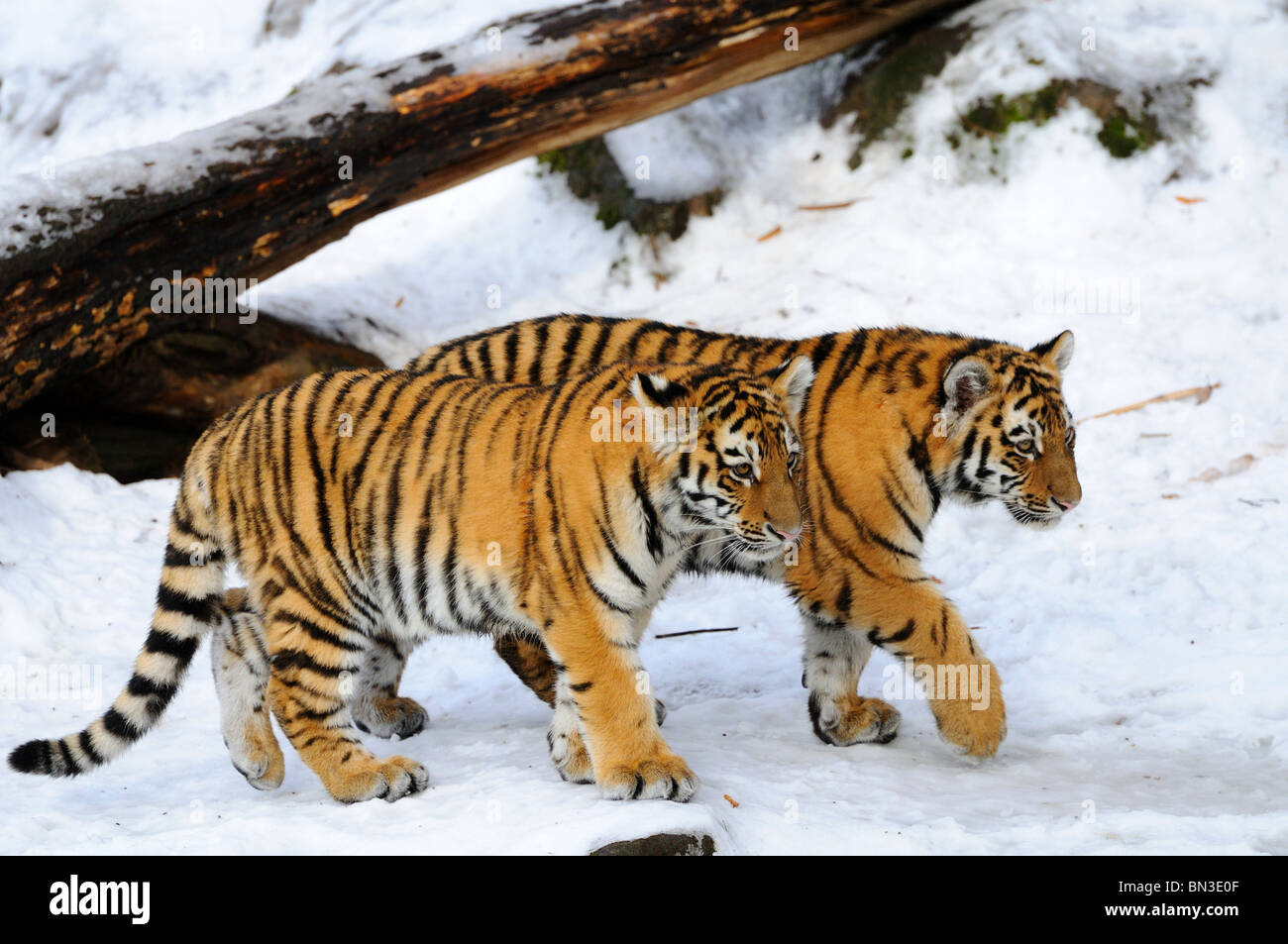 Two Siberian tiger cubs (Panthera tigris altaica) walking through snow
