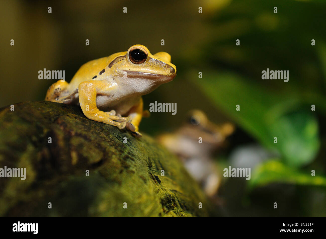 Two Golden Poison Frogs (Phyllobates terribilis) sitting on a stone, close-up Stock Photo
