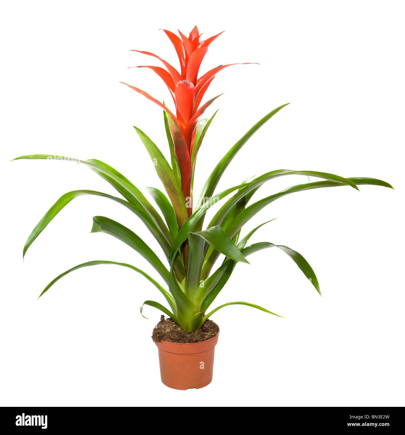 Bromeliad plant in flowerpot isolated on white background . Two shots stitch image. Stock Photo