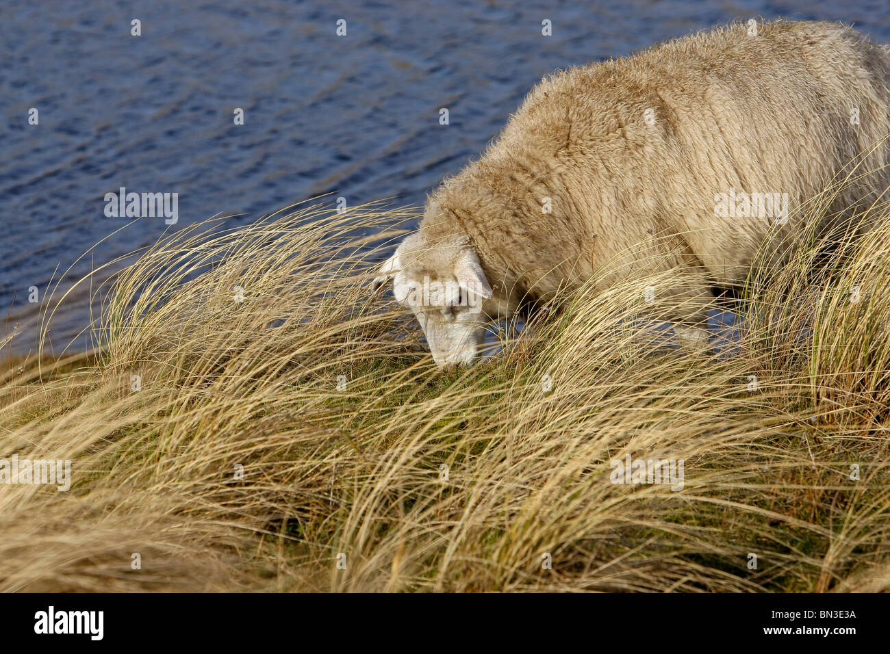 Sheep (Ovis aries) is grazing in long grass, Sylt, Germany, elevated view Stock Photo