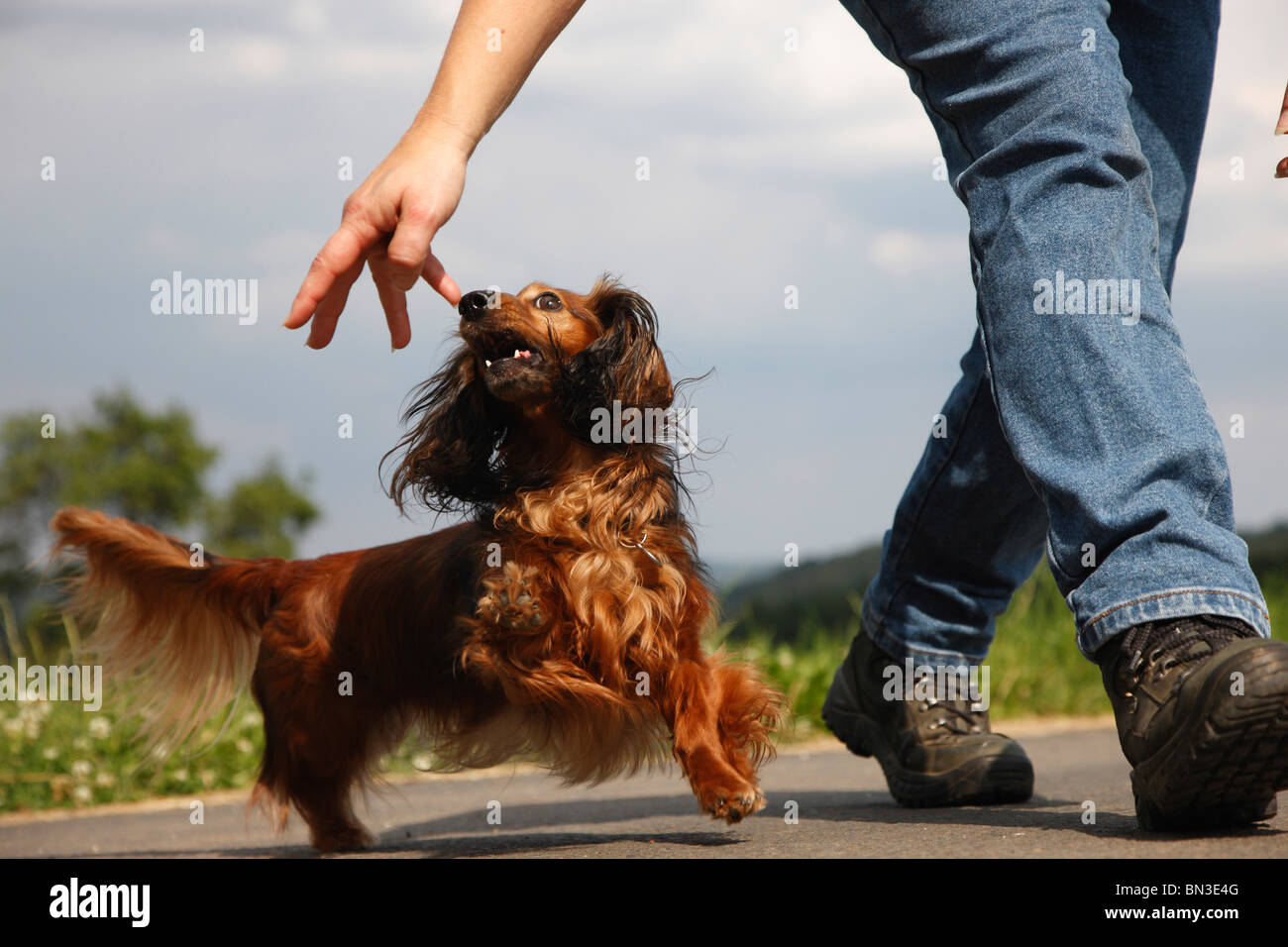 Long-haired Dachshund, Long-haired sausage dog, domestic dog (Canis lupus f. familiaris), woman walking on a road while stretch Stock Photo