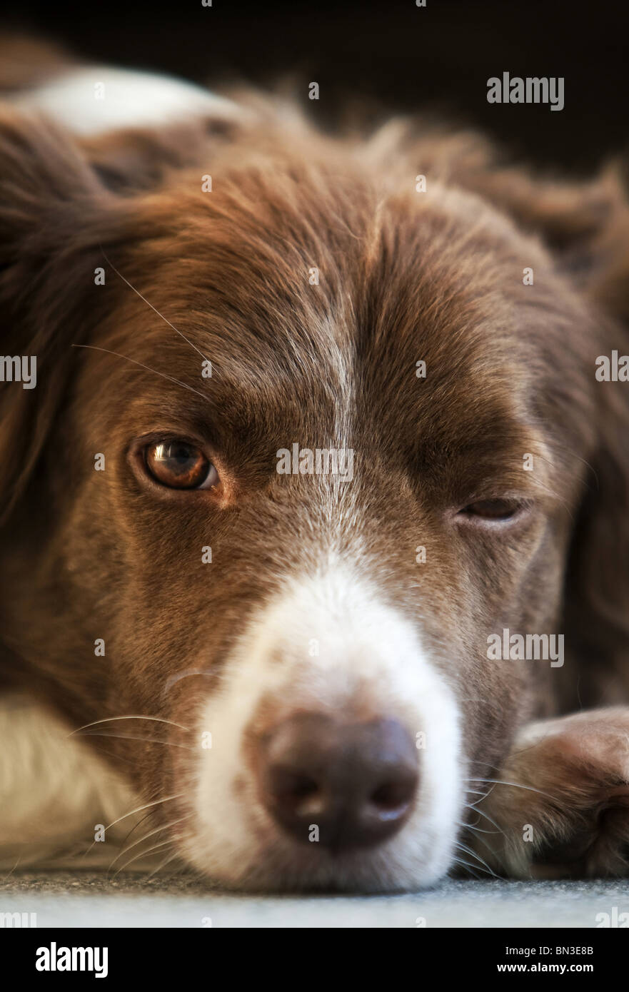 Border Collie blinking at camera Stock Photo