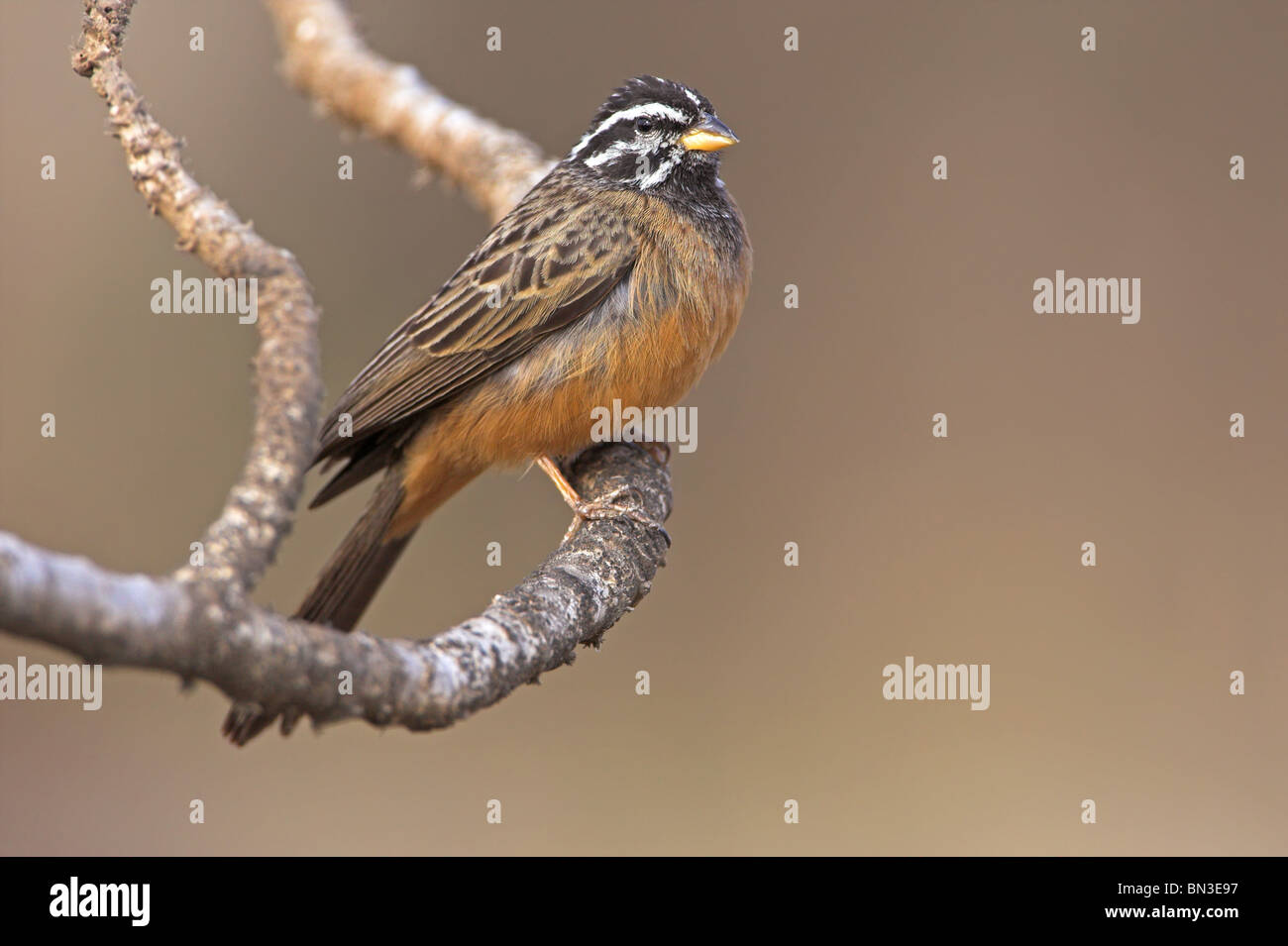 Cinnamon-breasted Bunting (Emberiza tahapisi) perching on a twig, close-up Stock Photo