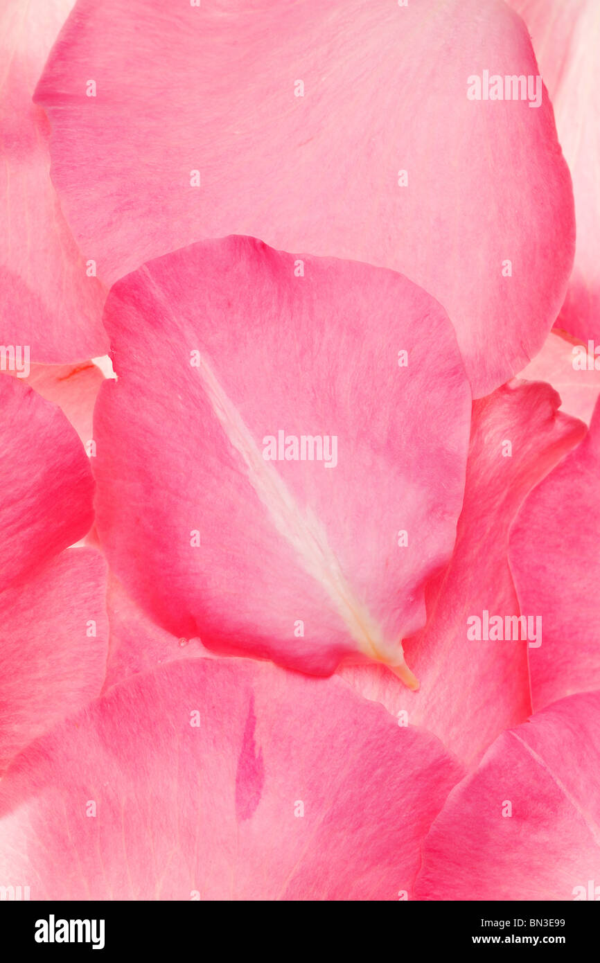 pink fresh rose petals arranged in a background pattern Stock Photo