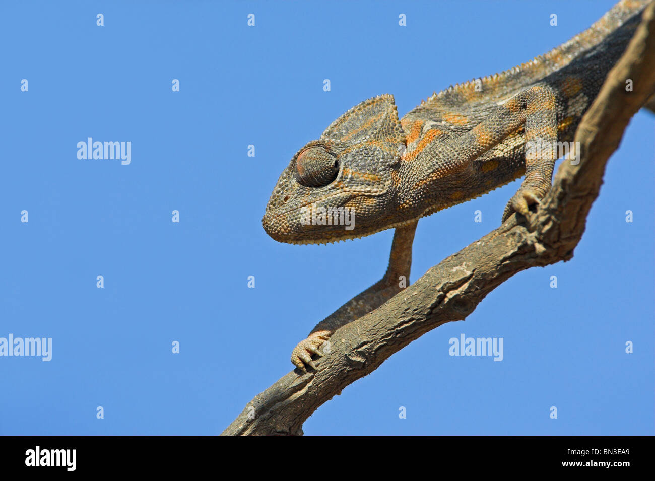 Chameleon (Chamaeleo chamaeleon) climbing on a branch, low angle view Stock Photo