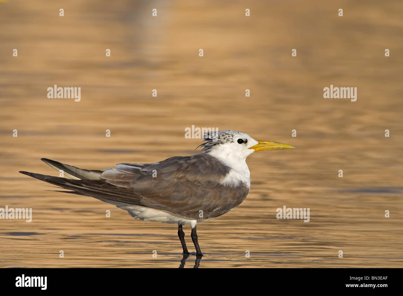 Greater Crested Tern (Sterna bergii) standing in shallow water, side view Stock Photo