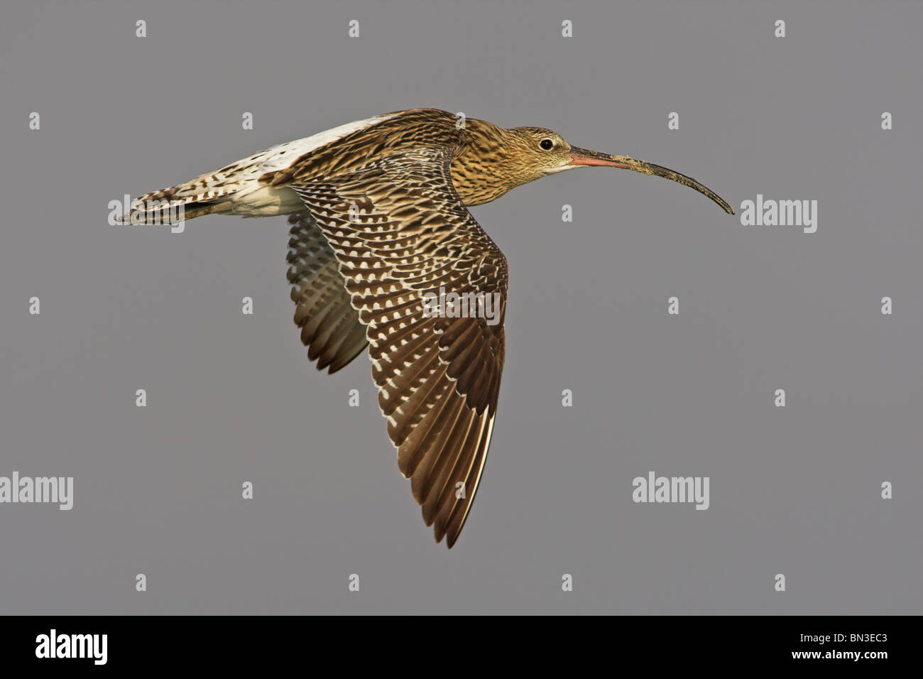 Eurasian Curlew (Numenius arquata) flying, side view Stock Photo