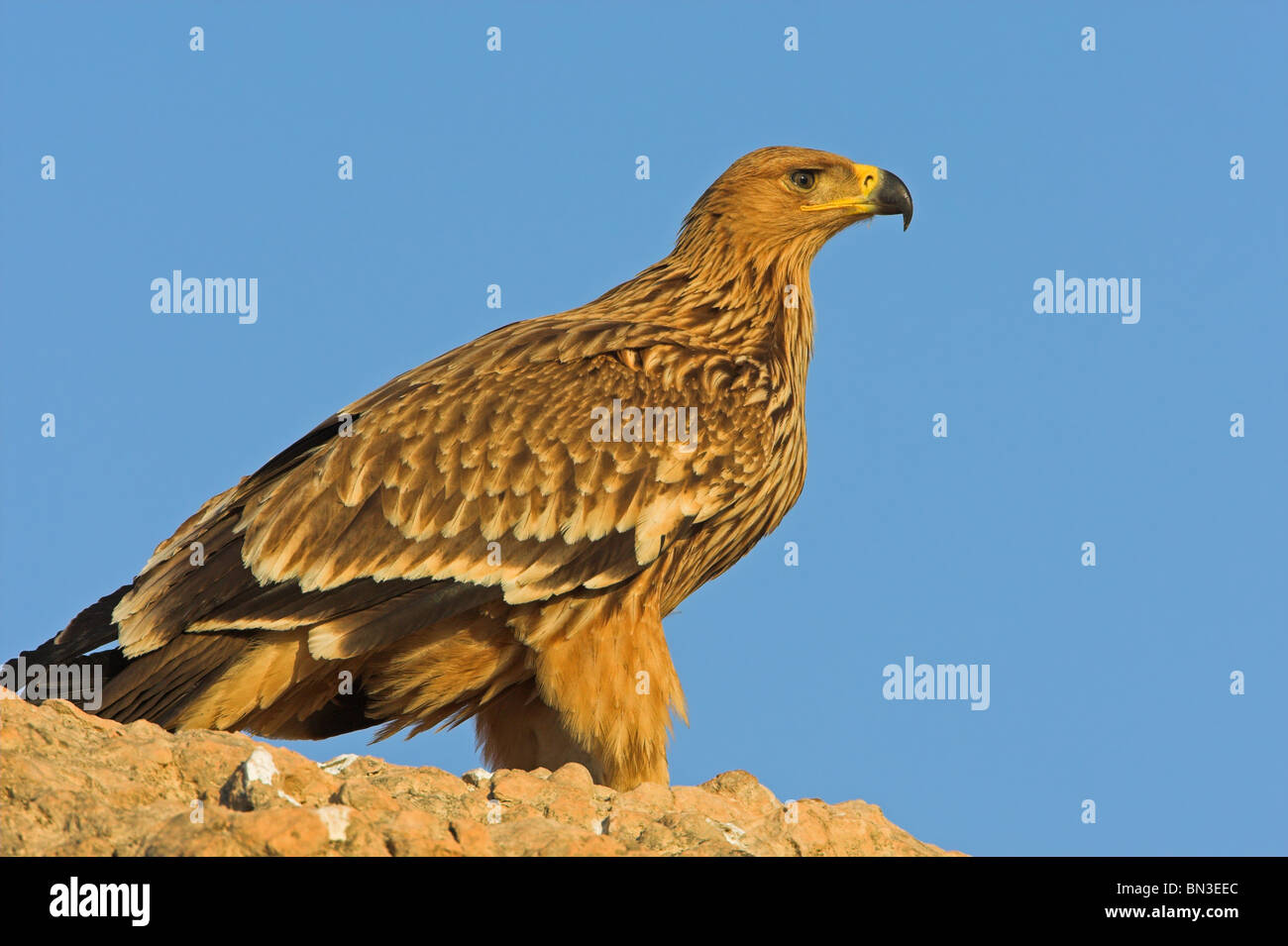 Imperial Eagle (Aquila heliaca) sitting on a rock, side view Stock Photo