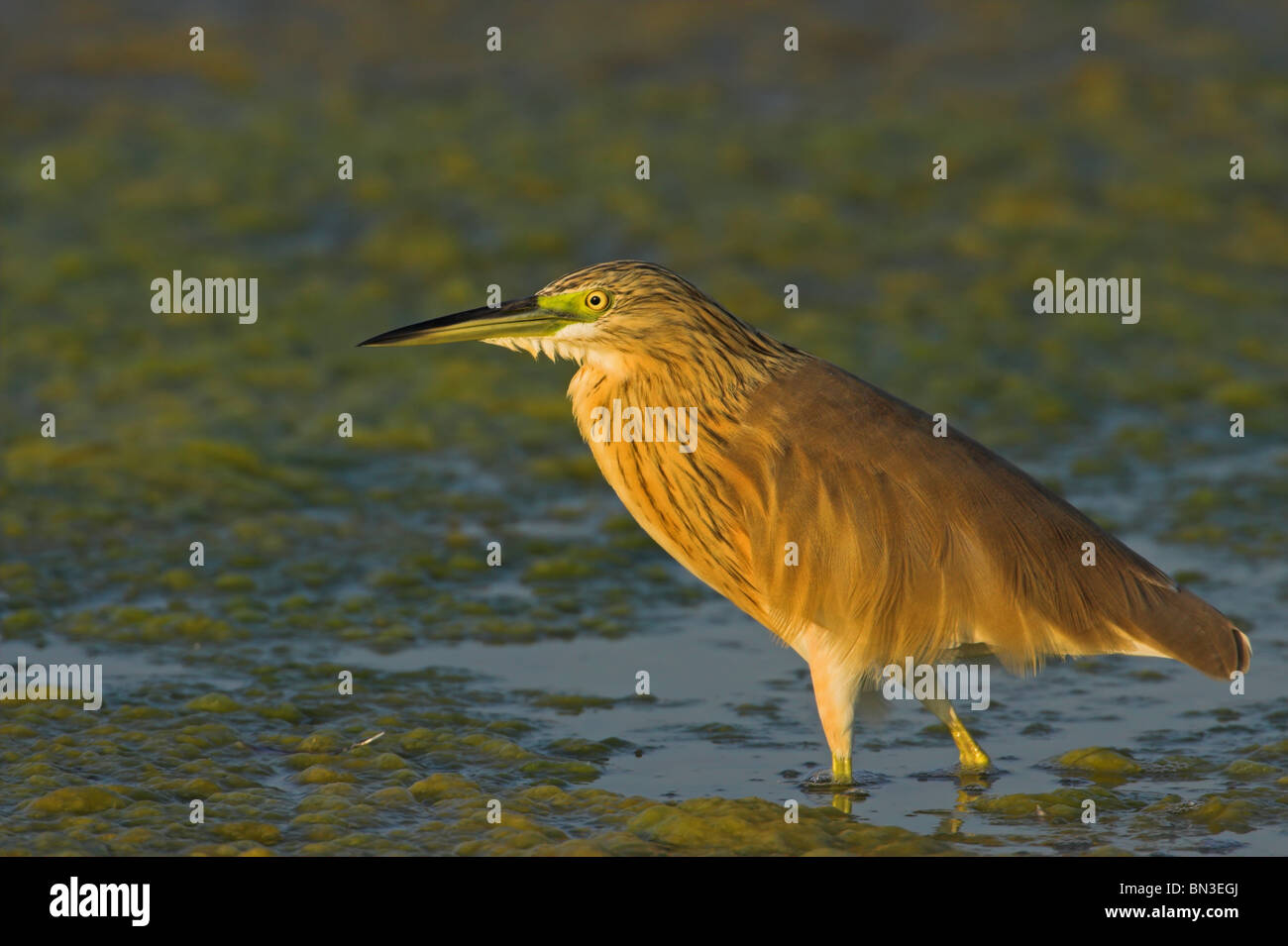 Squacco Heron (Ardeola ralloides) in shallow water, side view Stock Photo