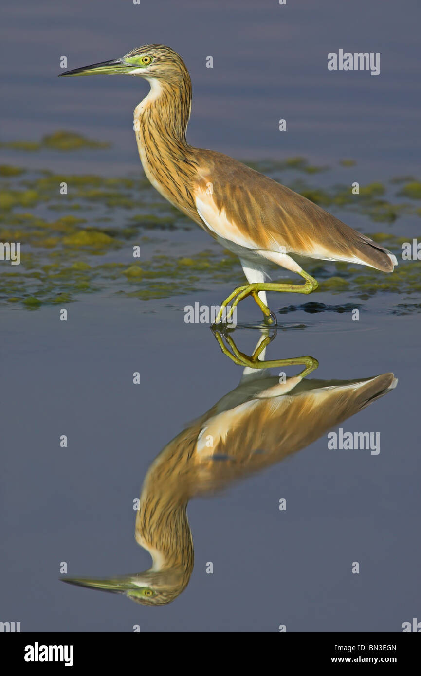 Squacco Heron (Ardeola ralloides) in shallow water, side view Stock Photo