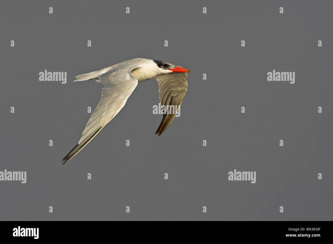 Caspian Tern (Hydroprogne caspia) flying, side view Stock Photo