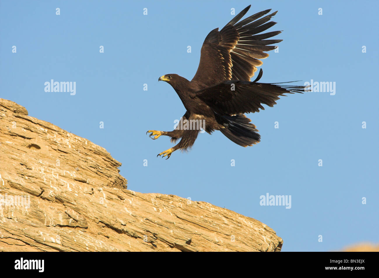 Greater Spotted Eagle (Aquila clanga) landing on a rock, low angle view Stock Photo