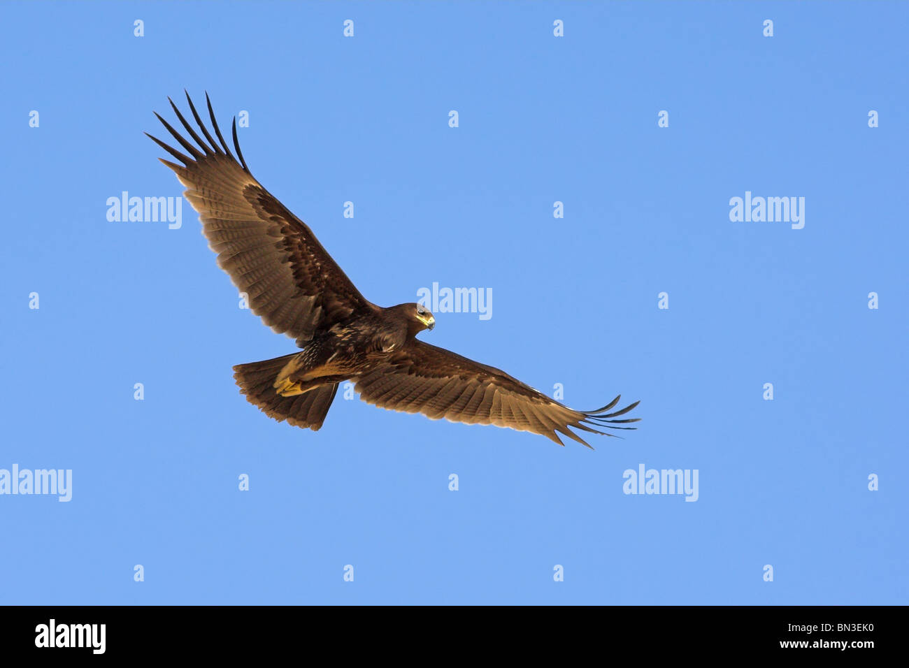 Greater Spotted Eagle (Aquila clanga) flying against blue sky Stock Photo