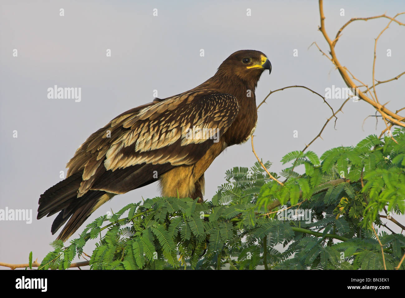 Greater Spotted Eagle (Aquila clanga) sitting on a branch, side view Stock Photo