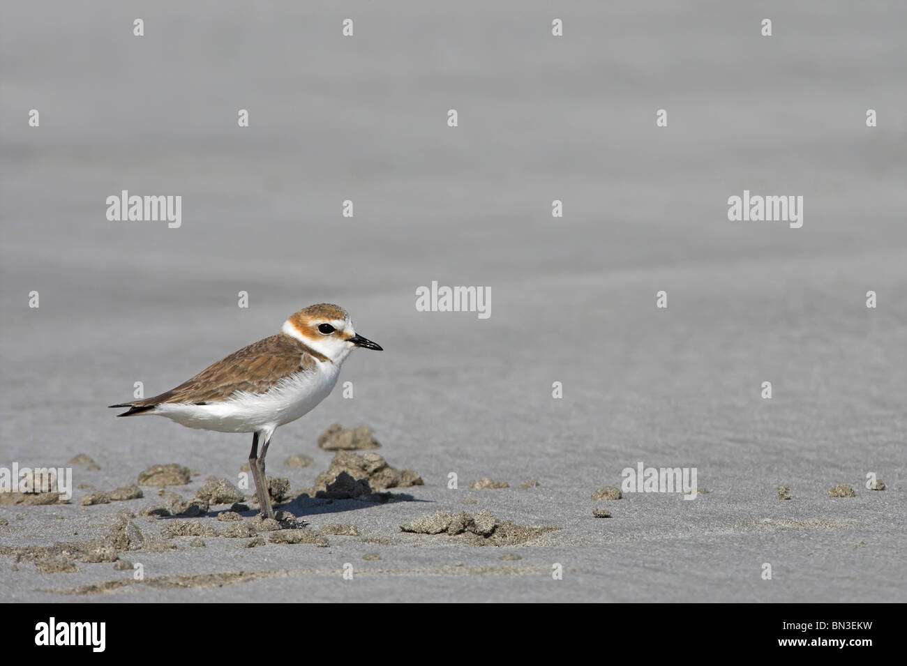 Kentish Plover (Charadrius alexandrinus), side view Stock Photo