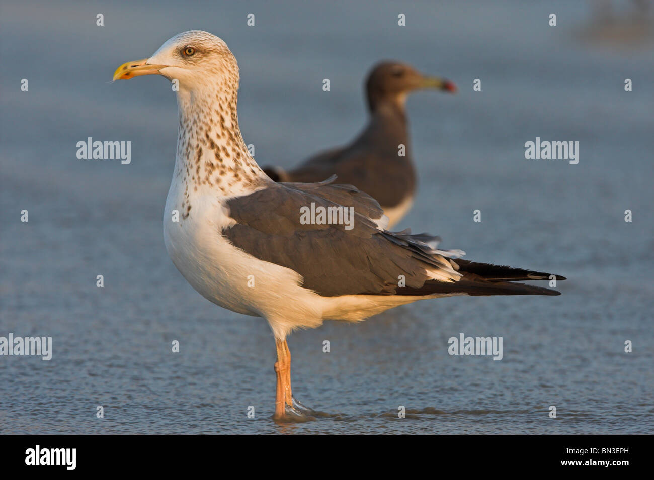 Lesser Black-backed Gull (Larus fuscus) and Heuglin's Gull (Larus heuglini) standing in the water, side view Stock Photo