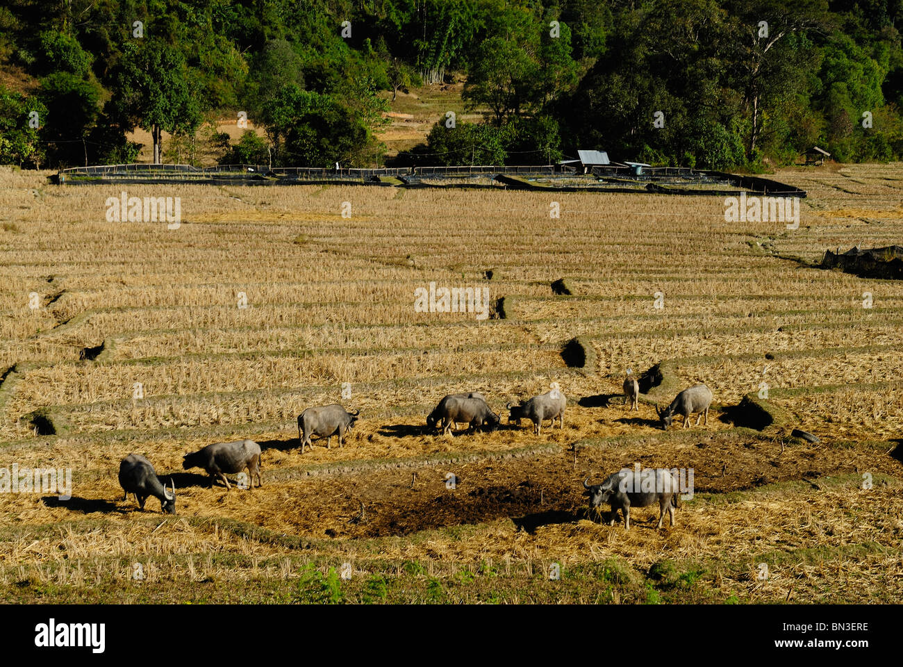 Herd of water buffalo grazing in a meadow near Chiang Mai, Thailand, Asia Stock Photo