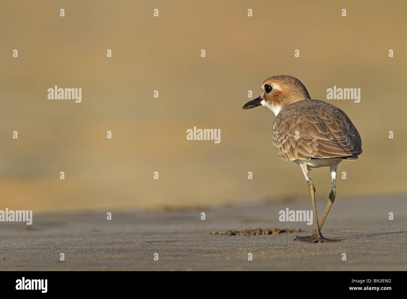 Greater Sand Plover (Charadrius leschenaultii), rear view Stock Photo