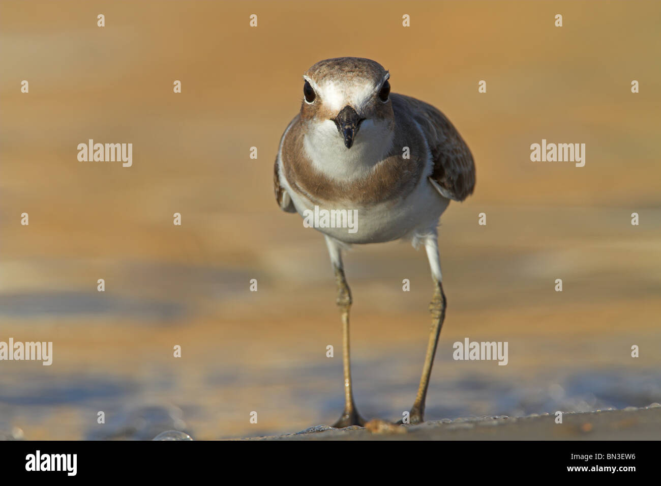 Greater Sand Plover (Charadrius leschenaultii), front view Stock Photo