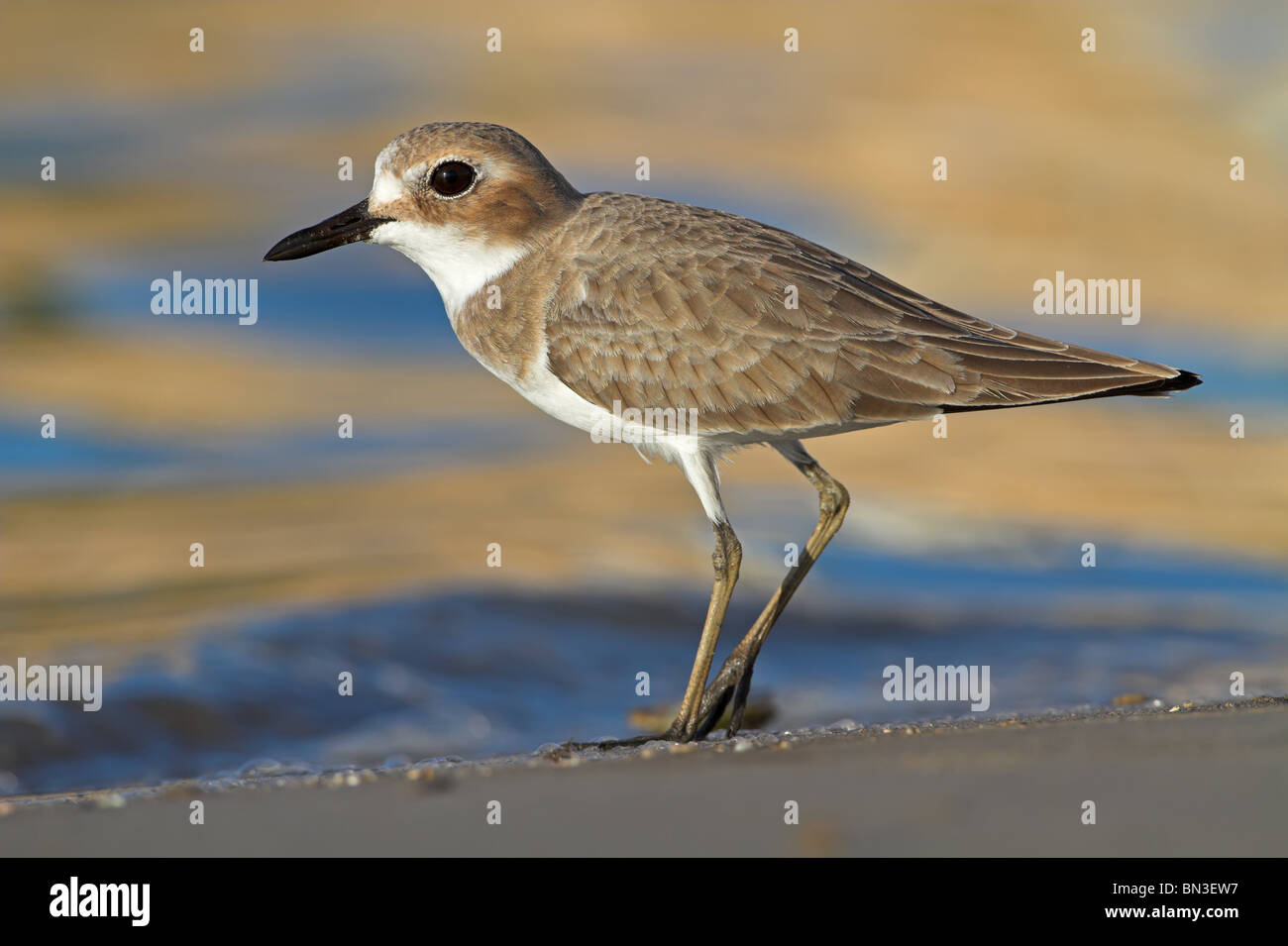 Greater Sand Plover (Charadrius leschenaultii), side view Stock Photo