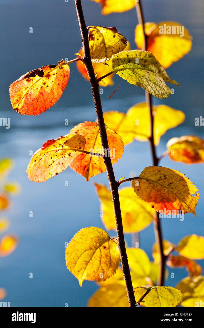 Coloured leaves of an apple tree, Lake Wolfgang in the background, St. Wolfgang, Austria, close-up Stock Photo