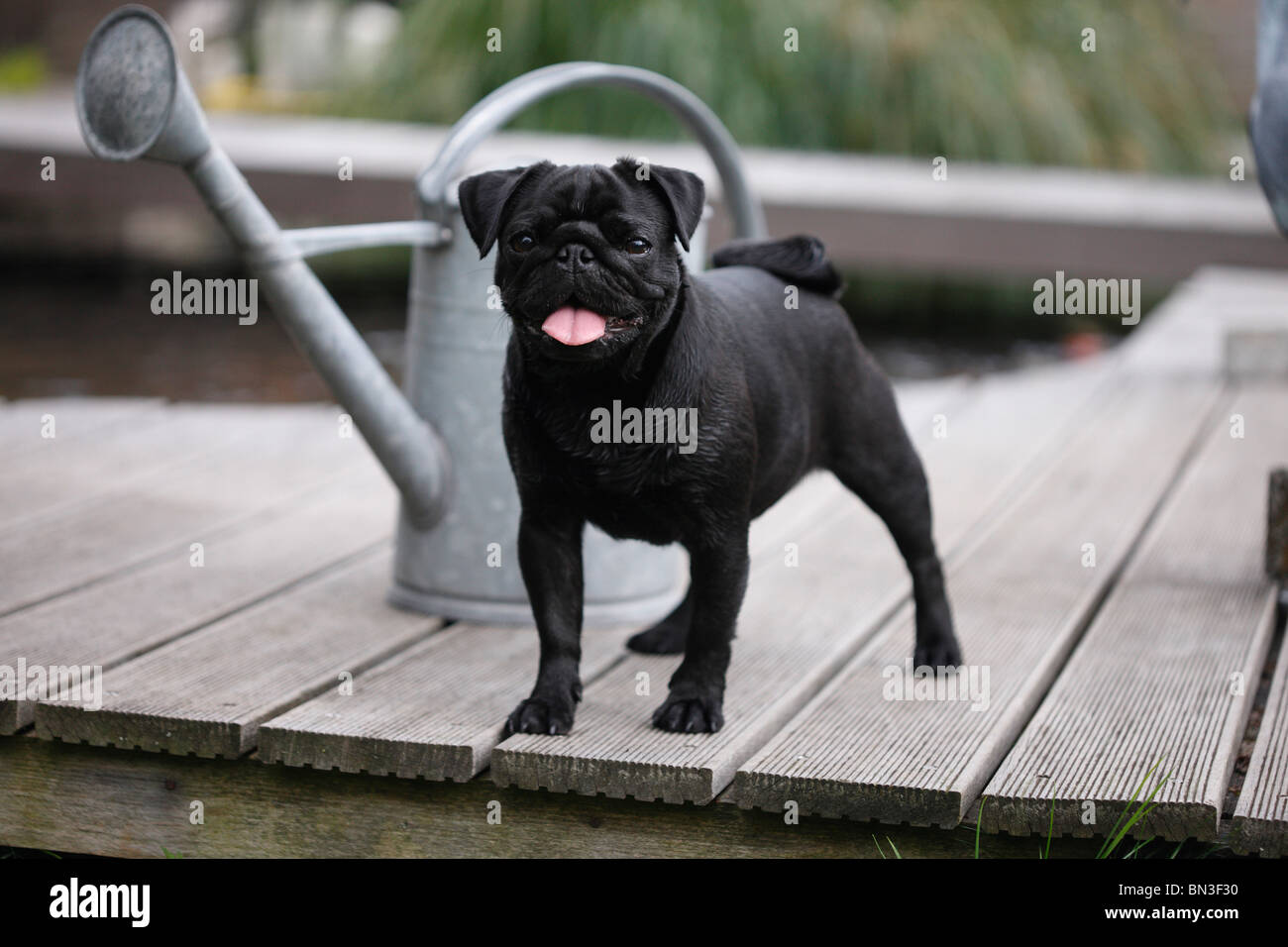 Pug (Canis lupus f. familiaris), black female standing at the edge of a wooden footbridge in front of a metal watering can Stock Photo