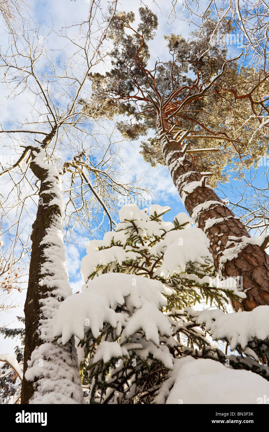 Snow-covered trees, Berchtesgadener Land, Germany, worm's-eye view Stock Photo