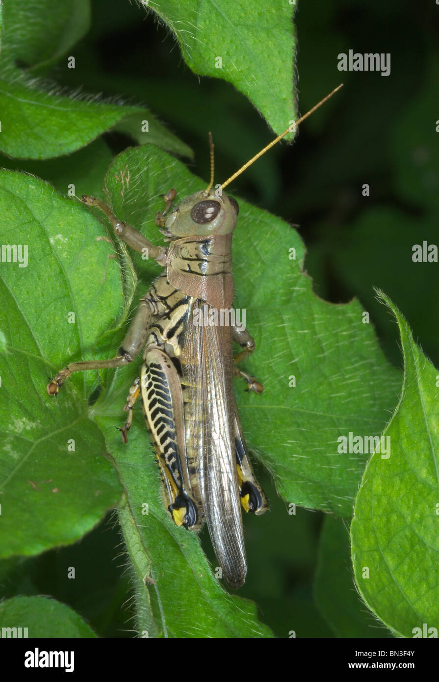 Differential Grasshopper, Melanoplus differentialis, on a plant, close-up Stock Photo