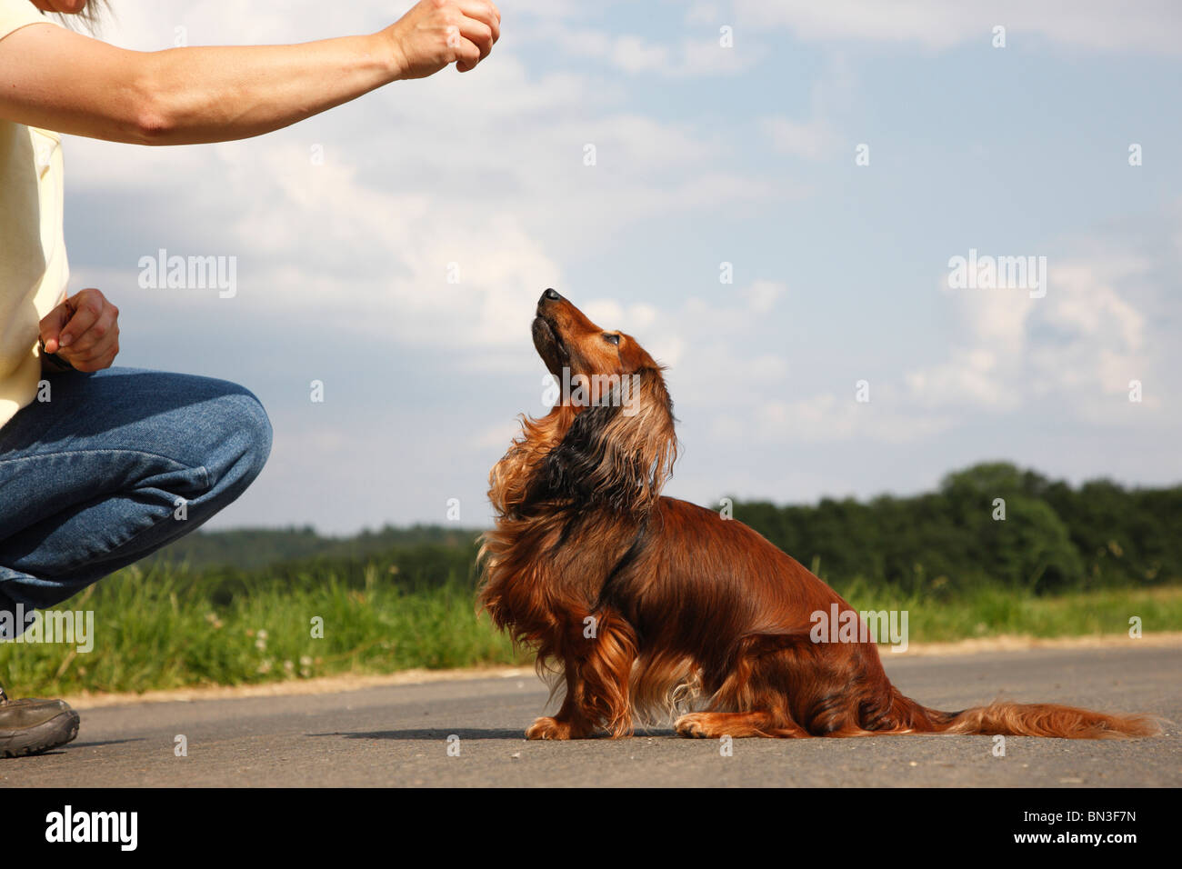 Longhaired Dachshund, Longhaired sausage dog, domestic dog (Canis