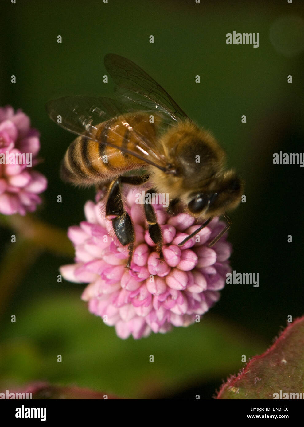 honeybee foraging on a flower Stock Photo