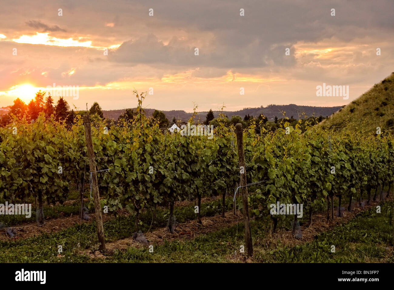 Winegrowing, Trier, Rhineland-Palatinate, Germany Stock Photo