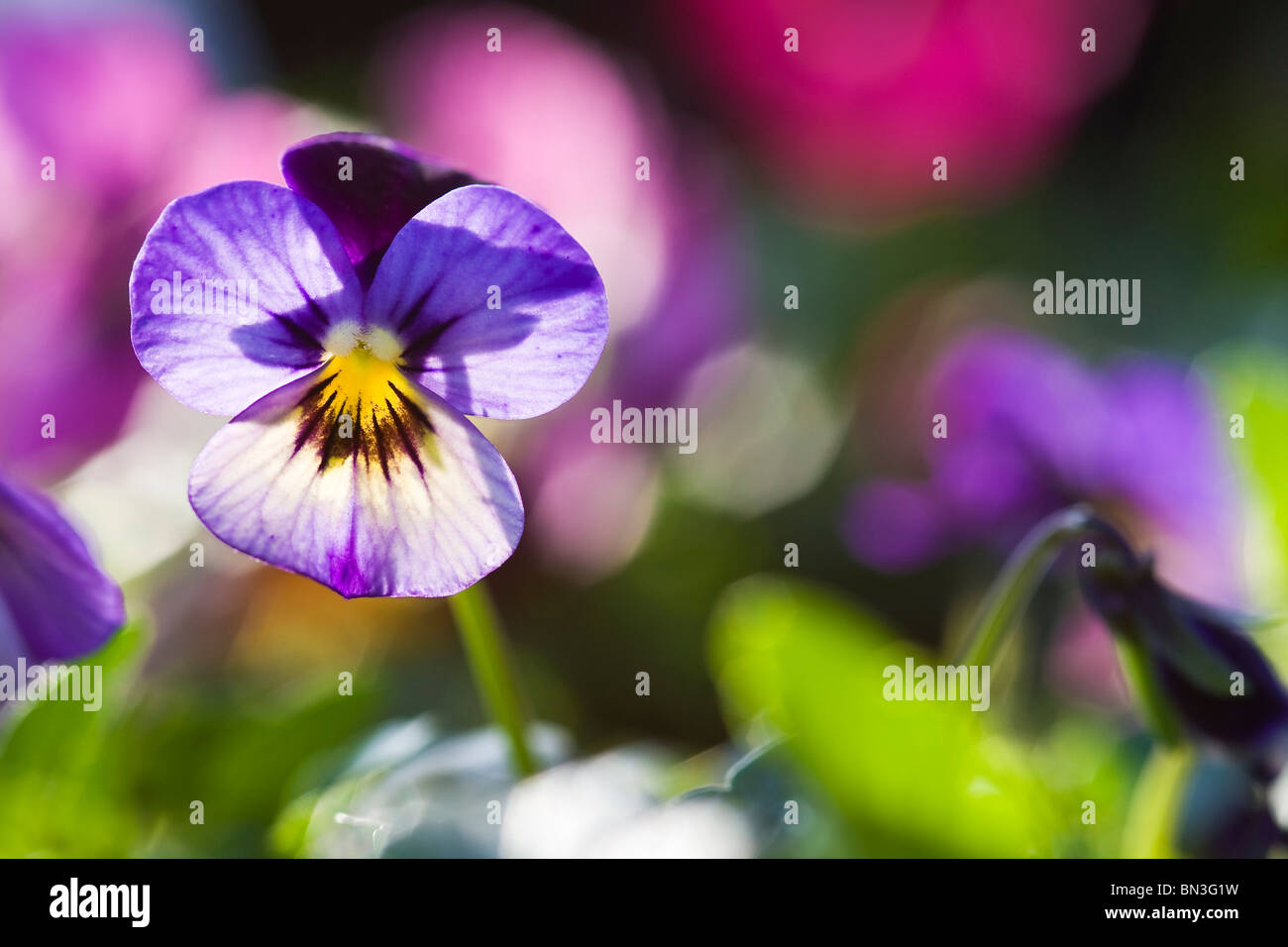 Horned violet, Viola cornuta Stock Photo