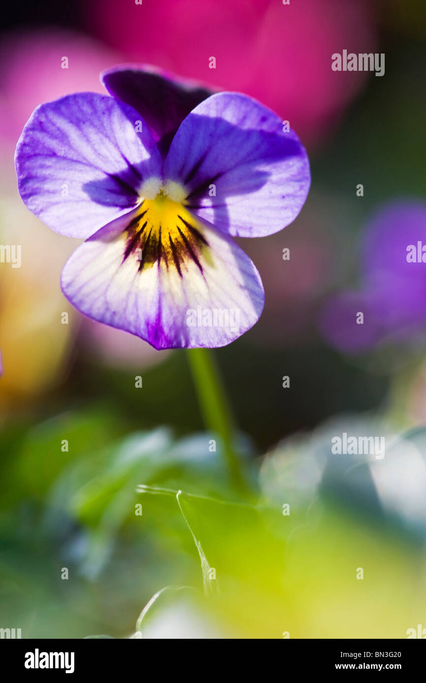 Horned violet, Viola cornuta Stock Photo
