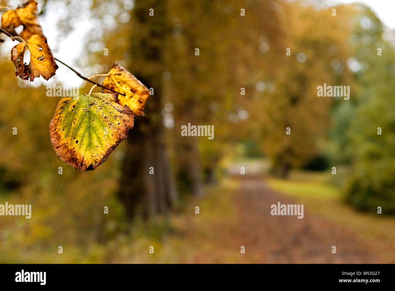 Withered leaf on a lime tree hi-res stock photography and images - Alamy
