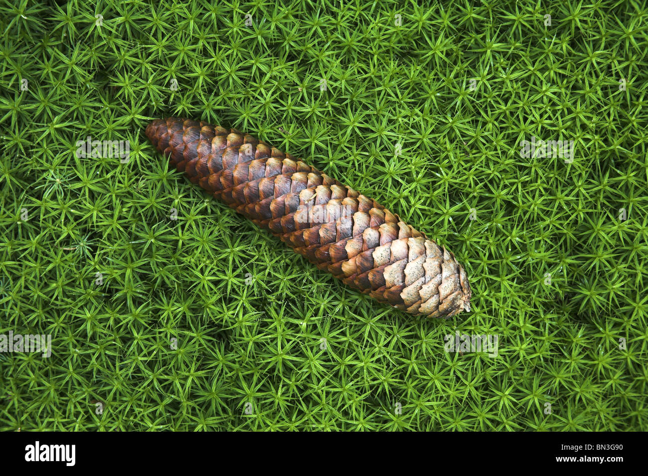 Pine cone on moss, BadenWuerttemberg, Germany, view upon Stock Photo