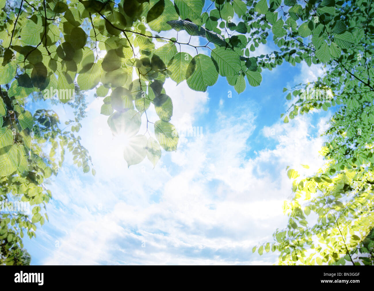 Leaves and blue sky Stock Photo - Alamy
