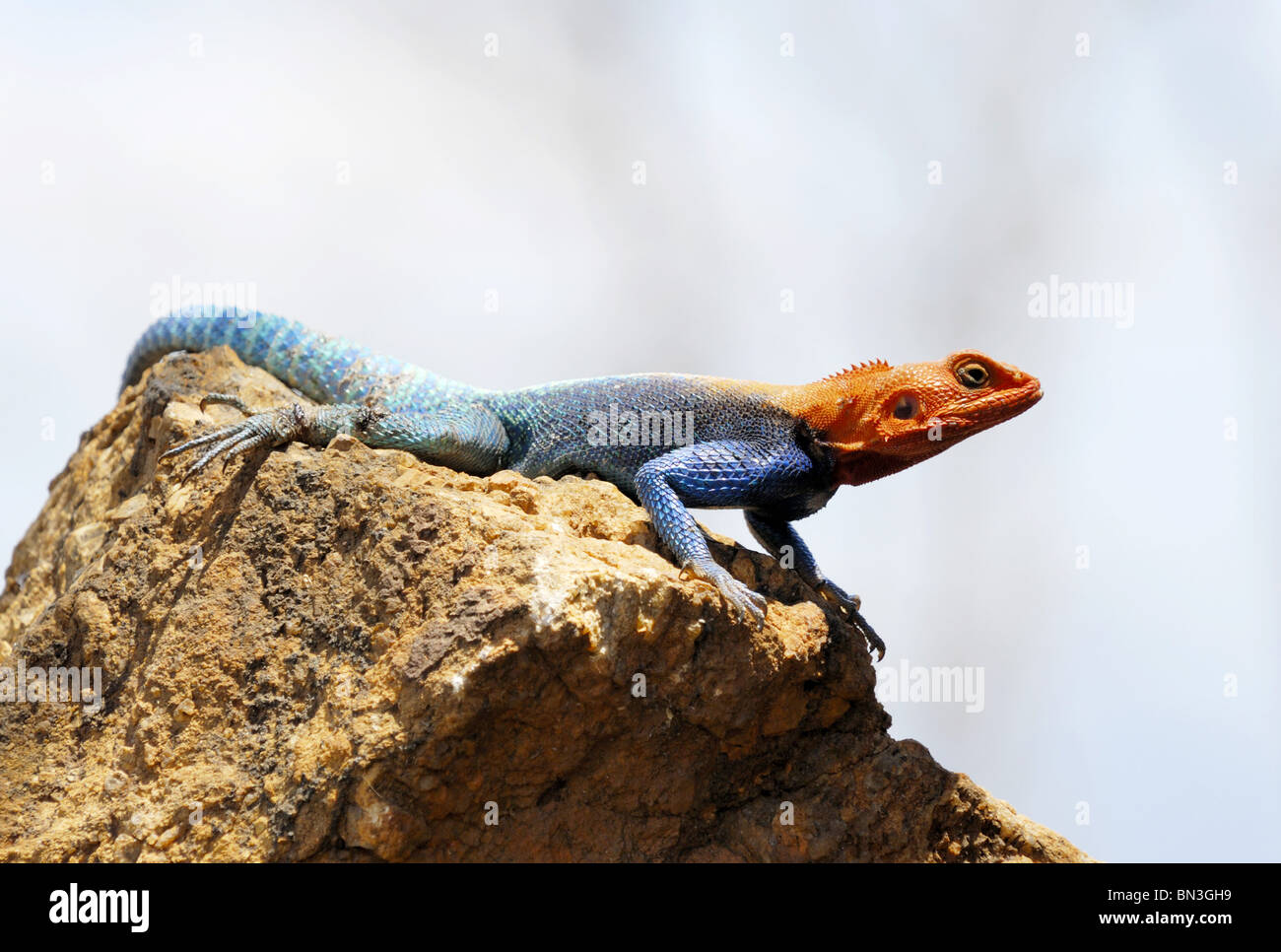 Chisel teeth hires stock photography and images Alamy