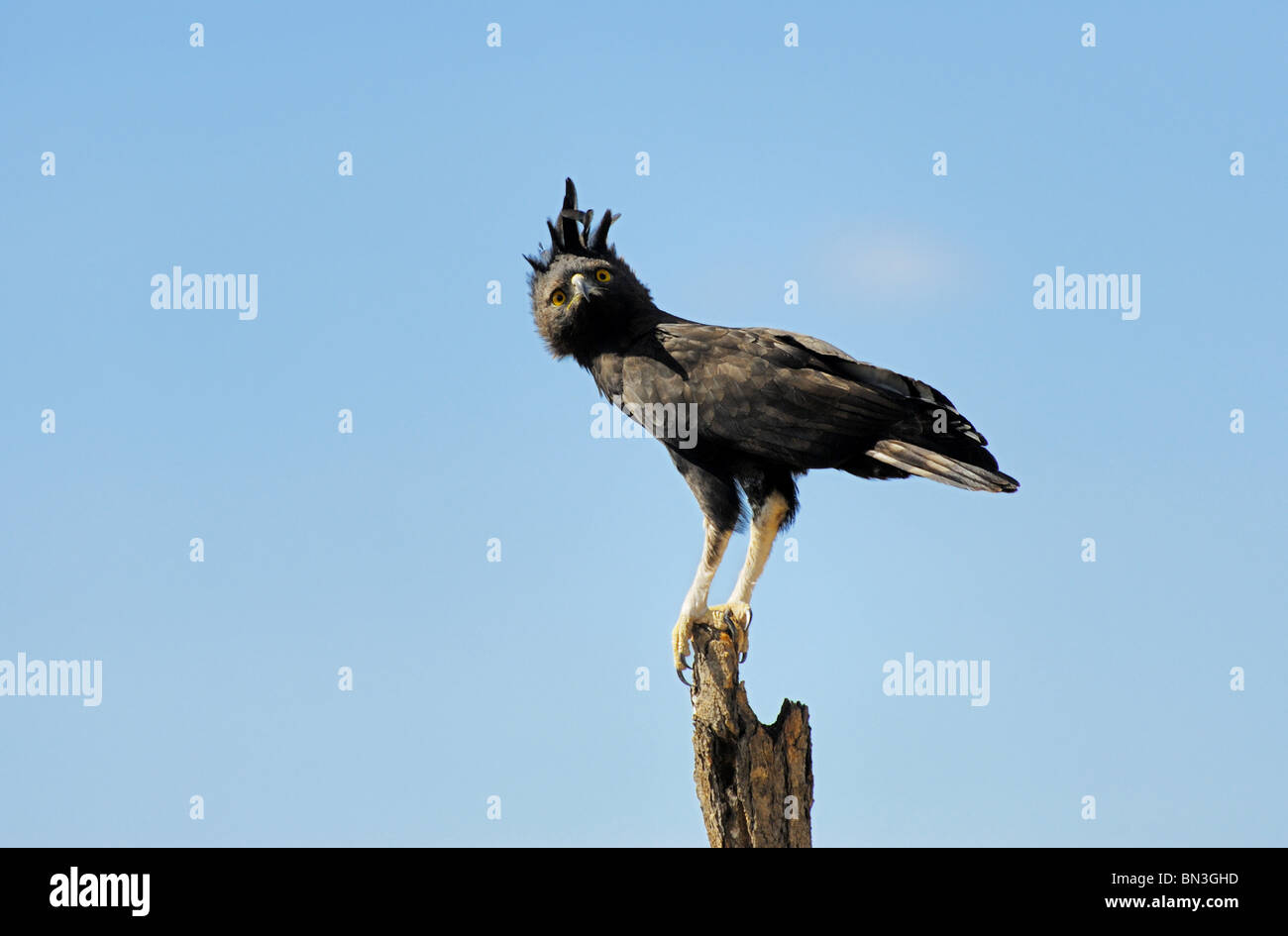 Long-crested eagle, Lophaetus occipitalis, Meru National Park, Kenya Stock Photo