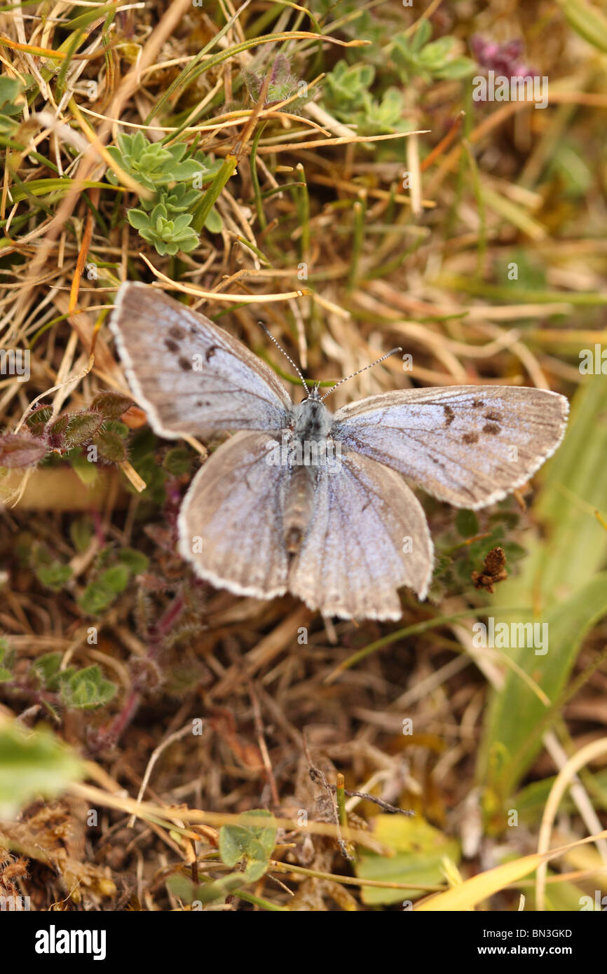 Large Blue butterfly Glaucopsyche arion at Collard Hill in Somerset summer 2010 Stock Photo