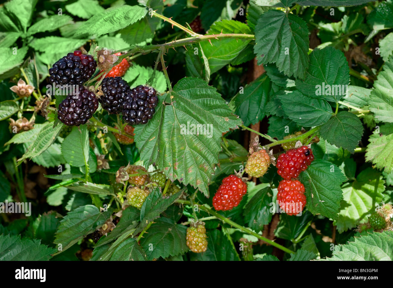Healthy blackberry plant with vibrant green leafs on an organic fruit farm. Stock Photo
