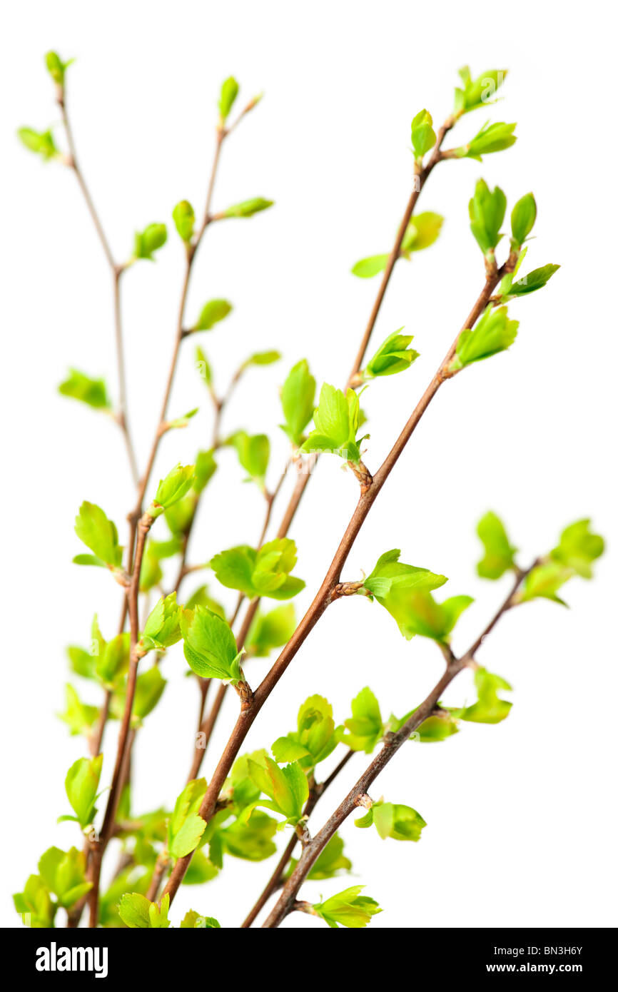 Branches with young green spring leaves budding isolated on white Stock ...
