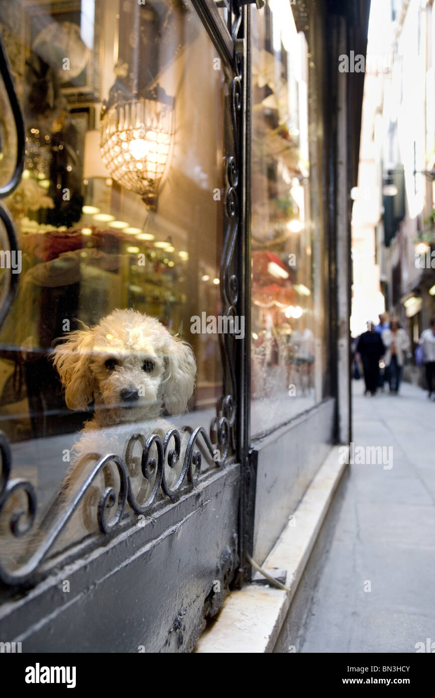 Dog looking through a shop window, Venice, Italy Stock Photo