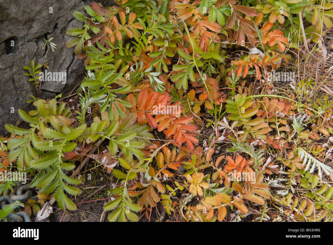 beautiful colorful autumn leaves on the ground Stock Photo - Alamy