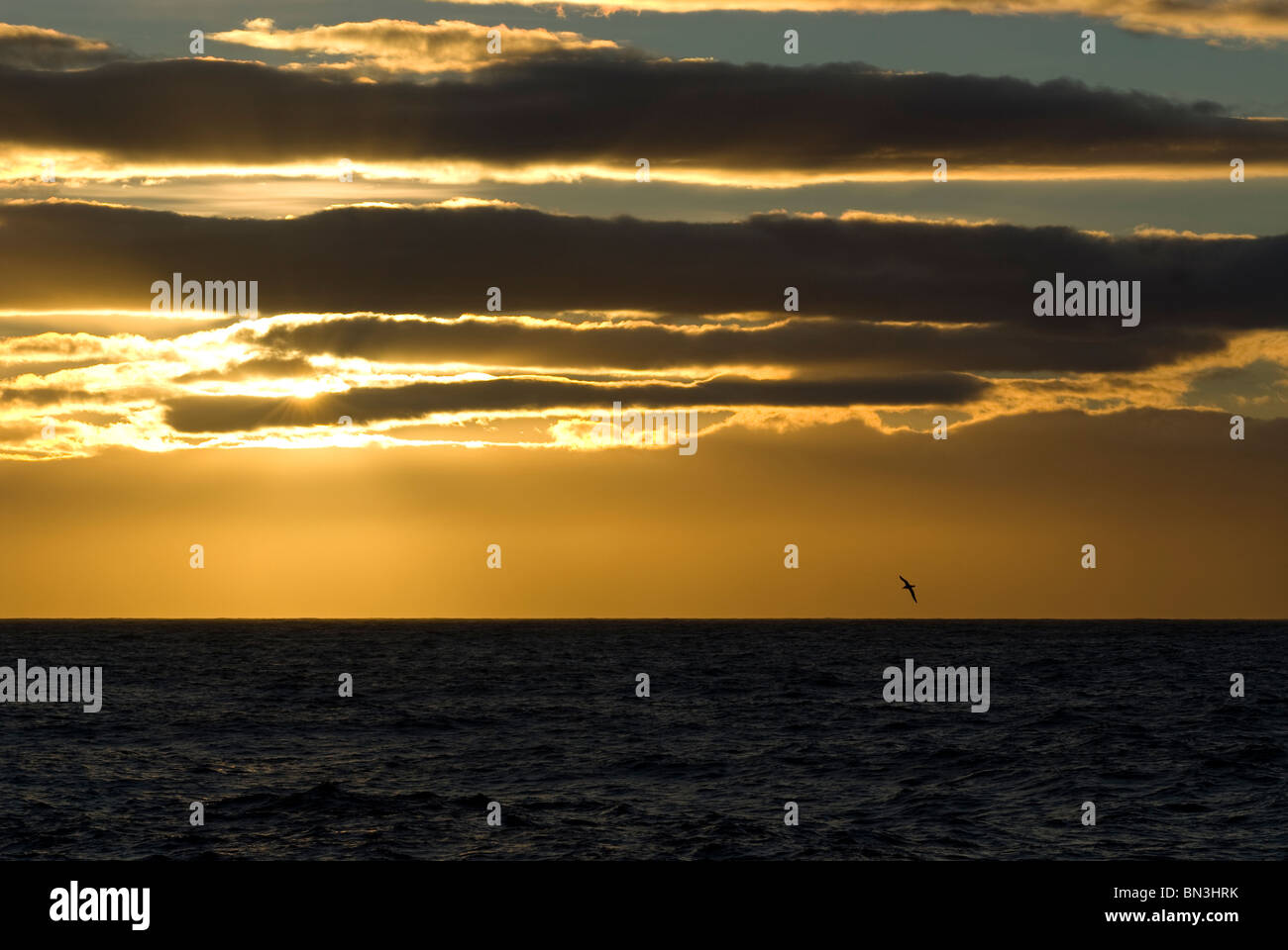 Sunset, silhouette of bird flying, Antarctica Stock Photo
