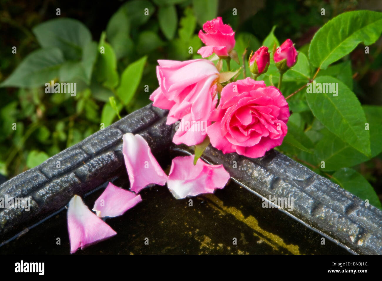 Three Rose Buds High Resolution Stock Photography and Images Alamy